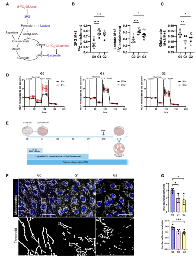 APOL1介导线粒体功能障碍验证