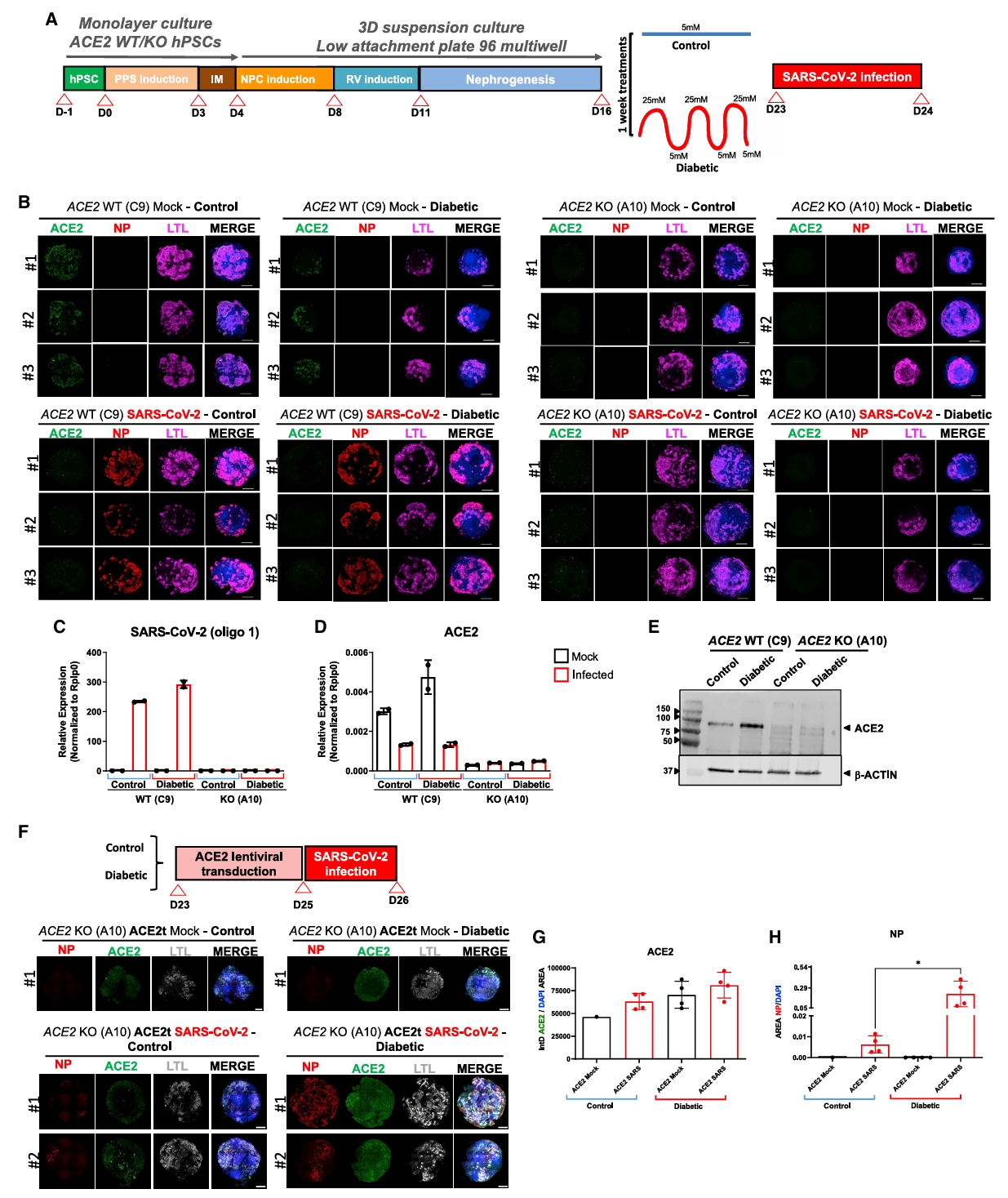 ACE2敲除消除病毒感染