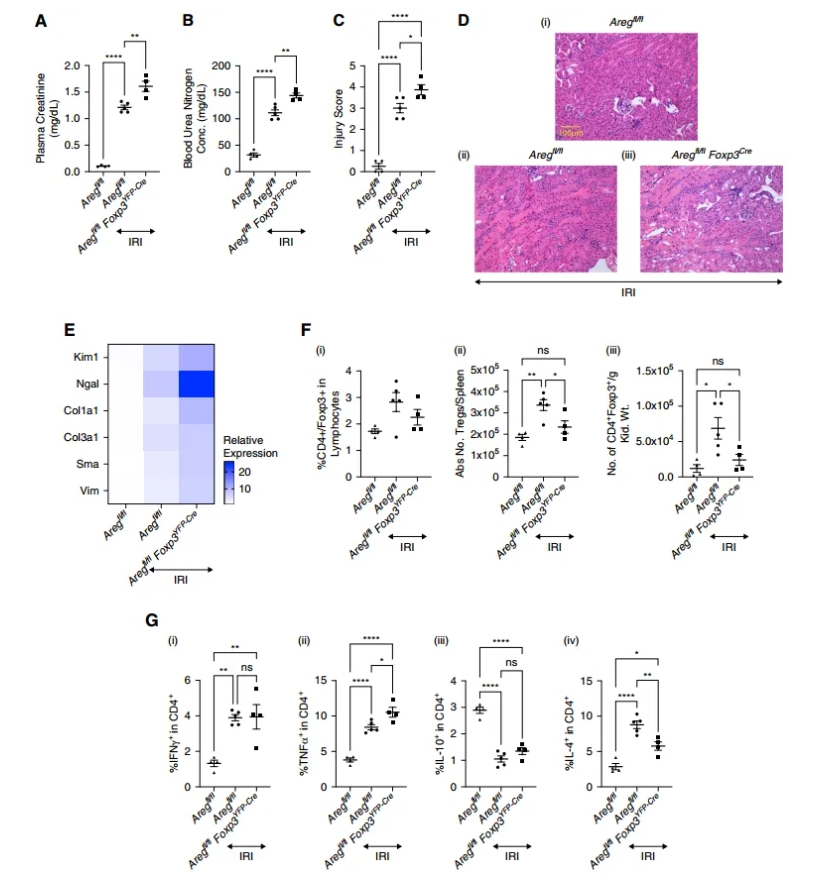 AREG敲除模型验证图