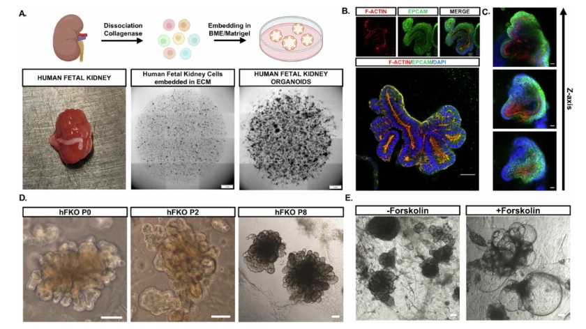胎肾类器官（hFKOs）构建方案