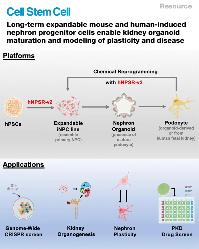 肾祖细胞研究示意图