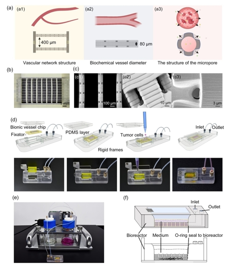 血管化类器官芯片的构建过程