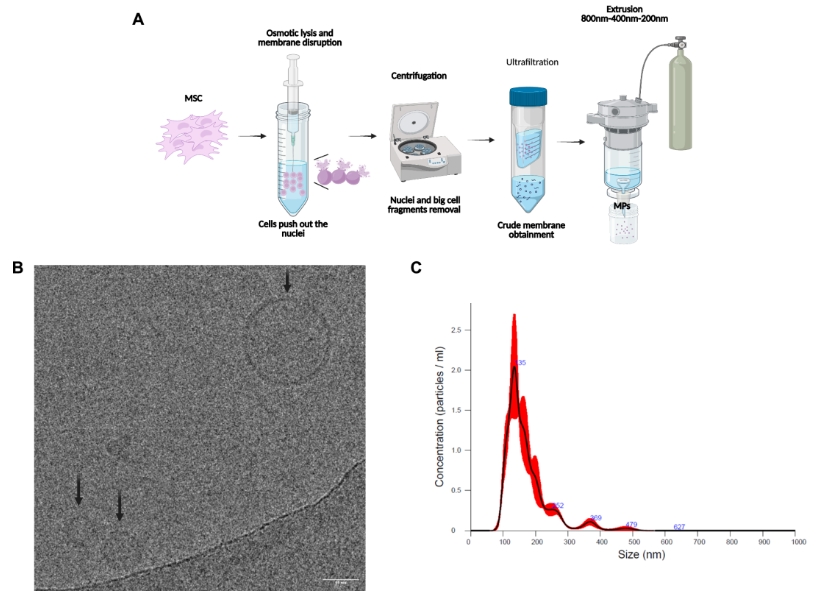 图1：MSC膜颗粒的制备与表征