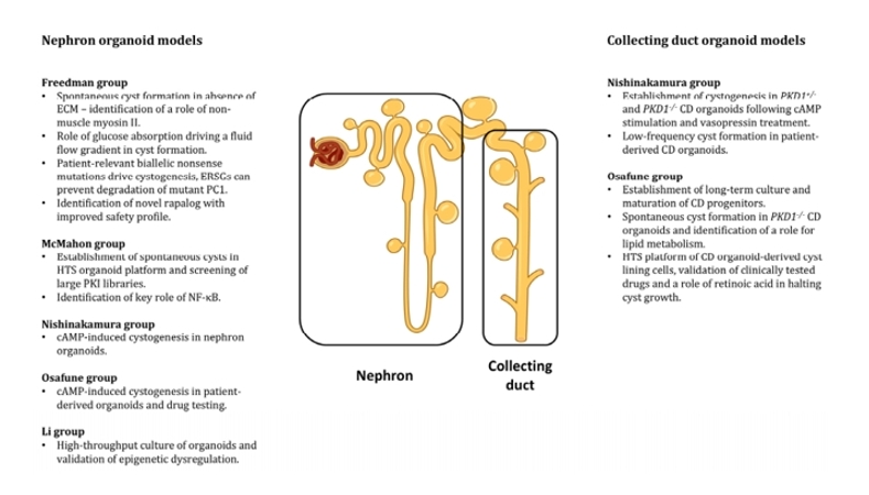 图1：hPSC衍生肾单位和集合管类器官模型在ADPKD中的应用