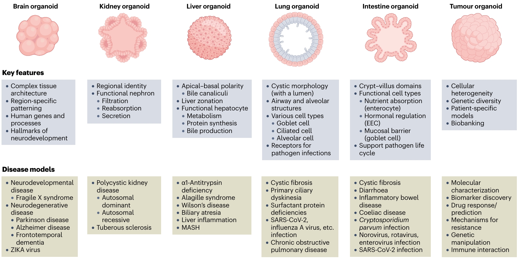 类器官疾病建模应用