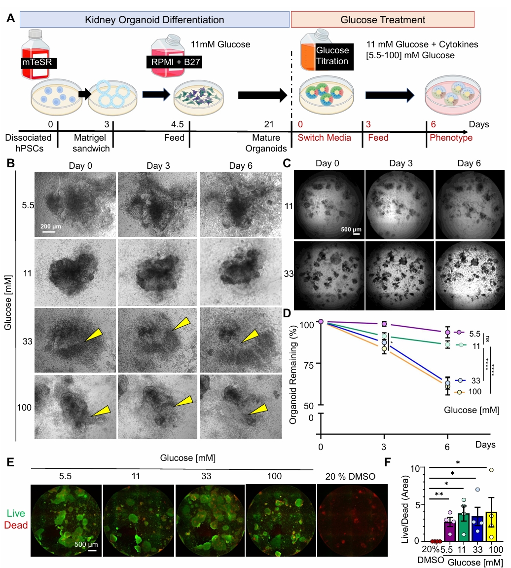 高糖导致类器官形态改变