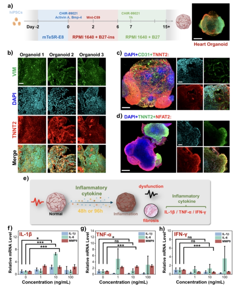 三步调控Wnt通路生成心脏类器官