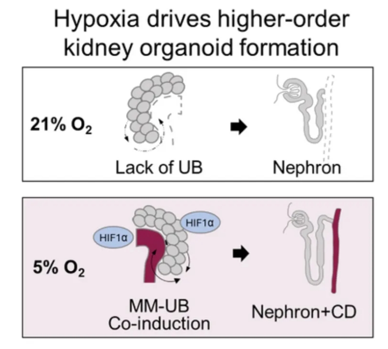 图形摘要示意图