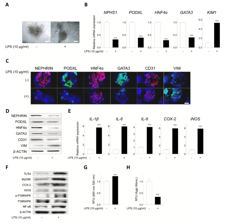 LPS 降低肾脏标志物表达并诱导炎症反应
