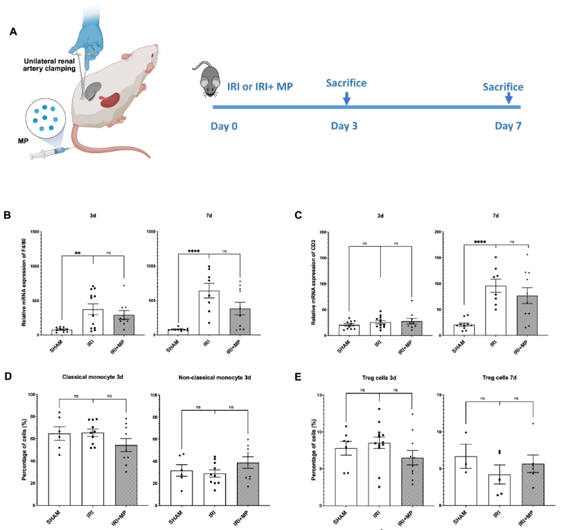 图2：MP对IRI肾脏及血液中免疫细胞无显著影响
