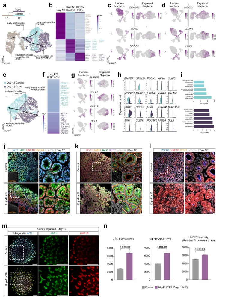 图2：对照组与PI3K抑制组转录组对比