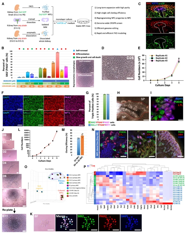 小鼠NPC培养结果