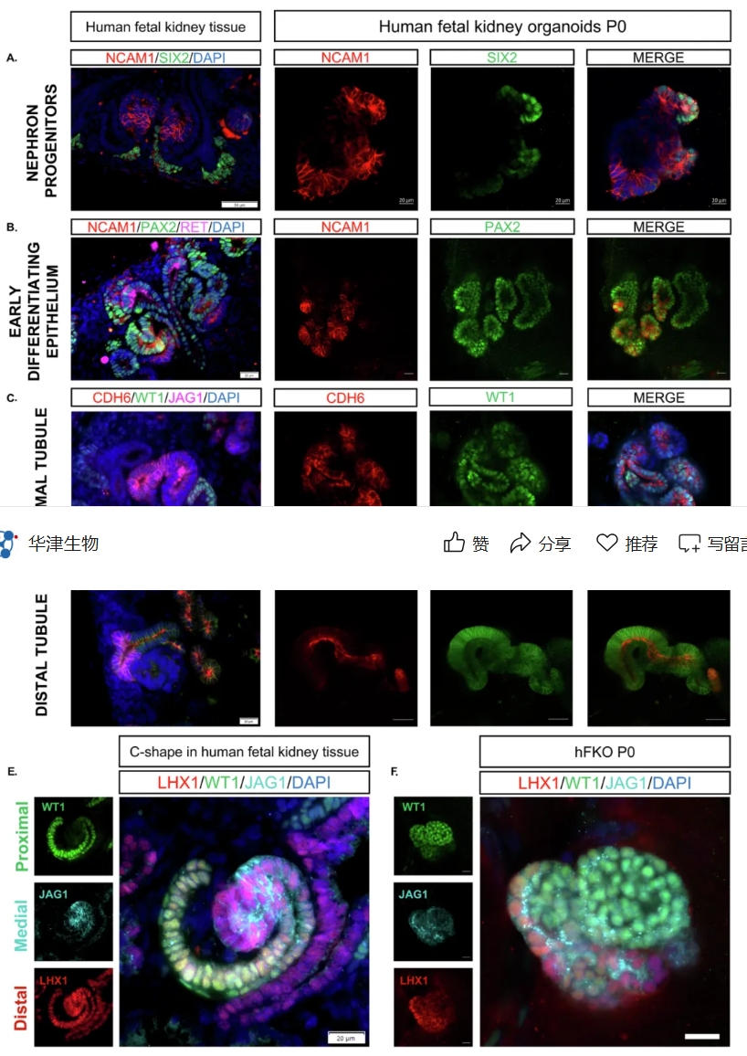保留的胎肾发育层次