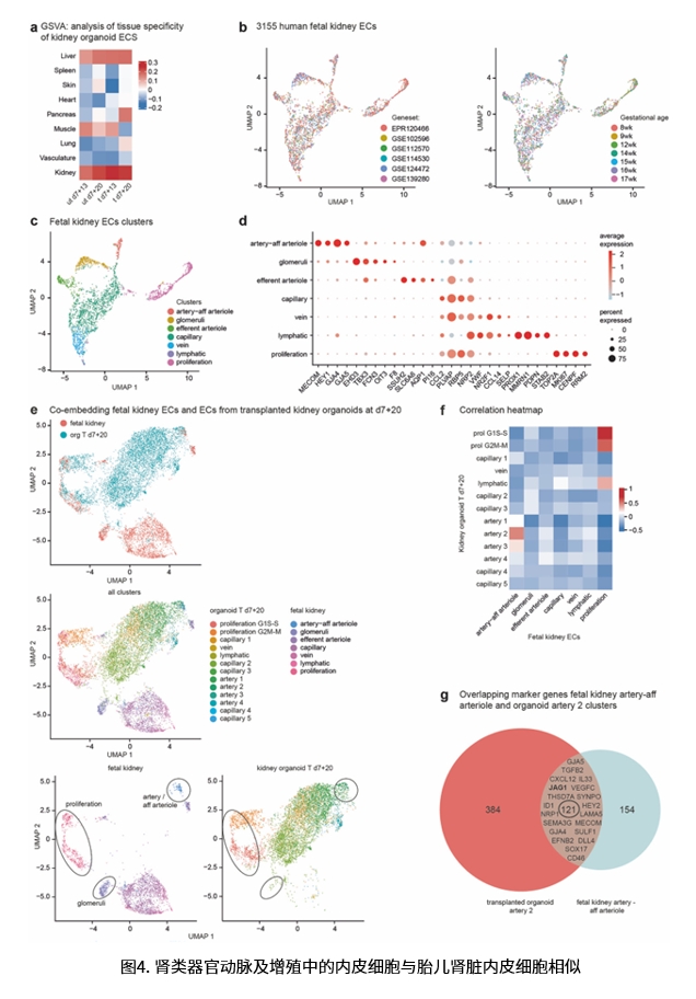 肾类器官研究相关图示5