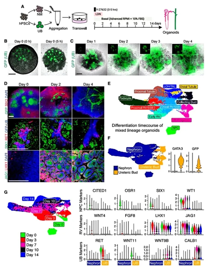 UB和NM祖细胞组装成整合的肾脏类器官