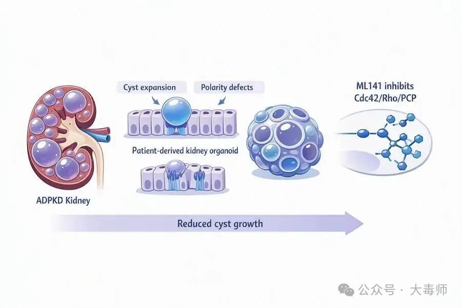 【转载文】ML141：从实验室小分子到多囊肾候选疗法的新一步