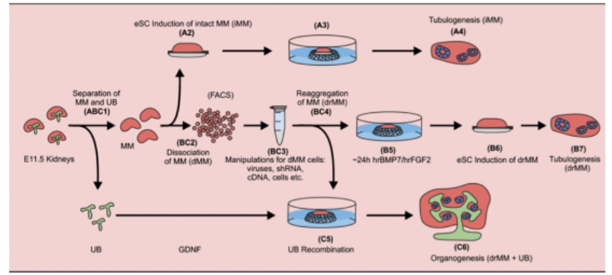 实验系统示意图