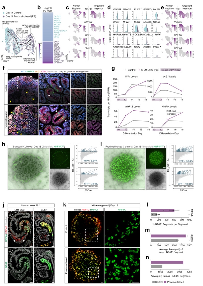 图3：14-18天对照组与近端偏好组差异