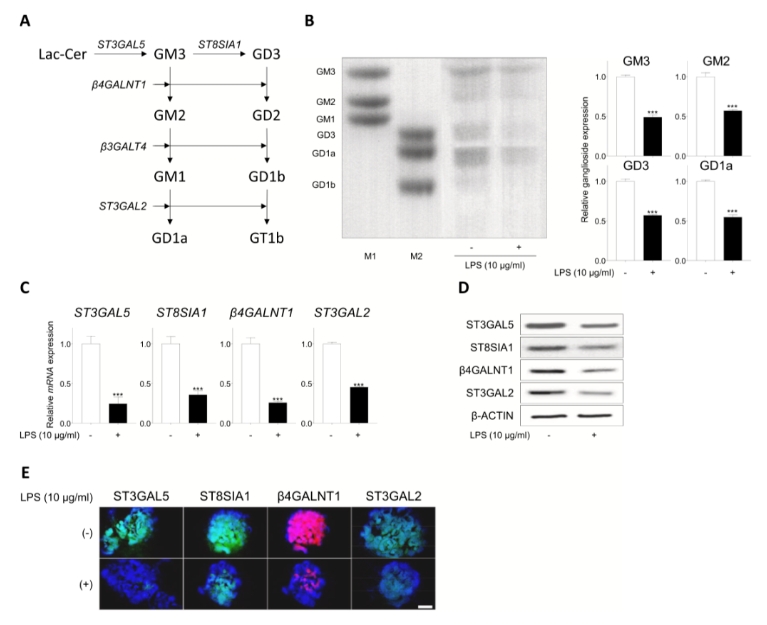 脂多糖刺激下肾类器官神经节苷脂表达变化