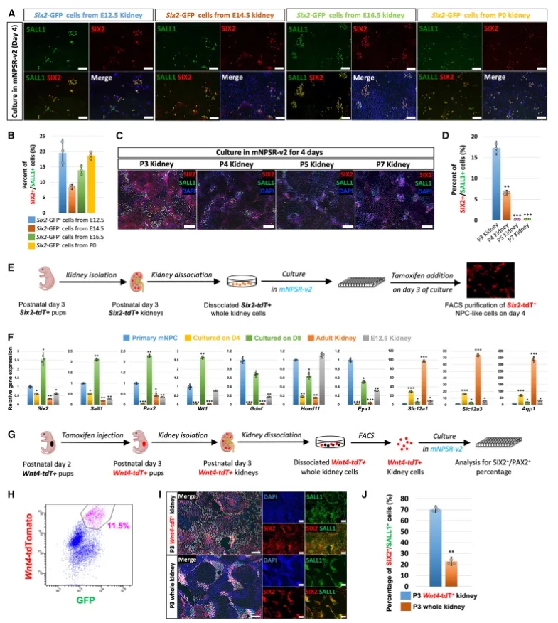 小鼠肾细胞塑性研究