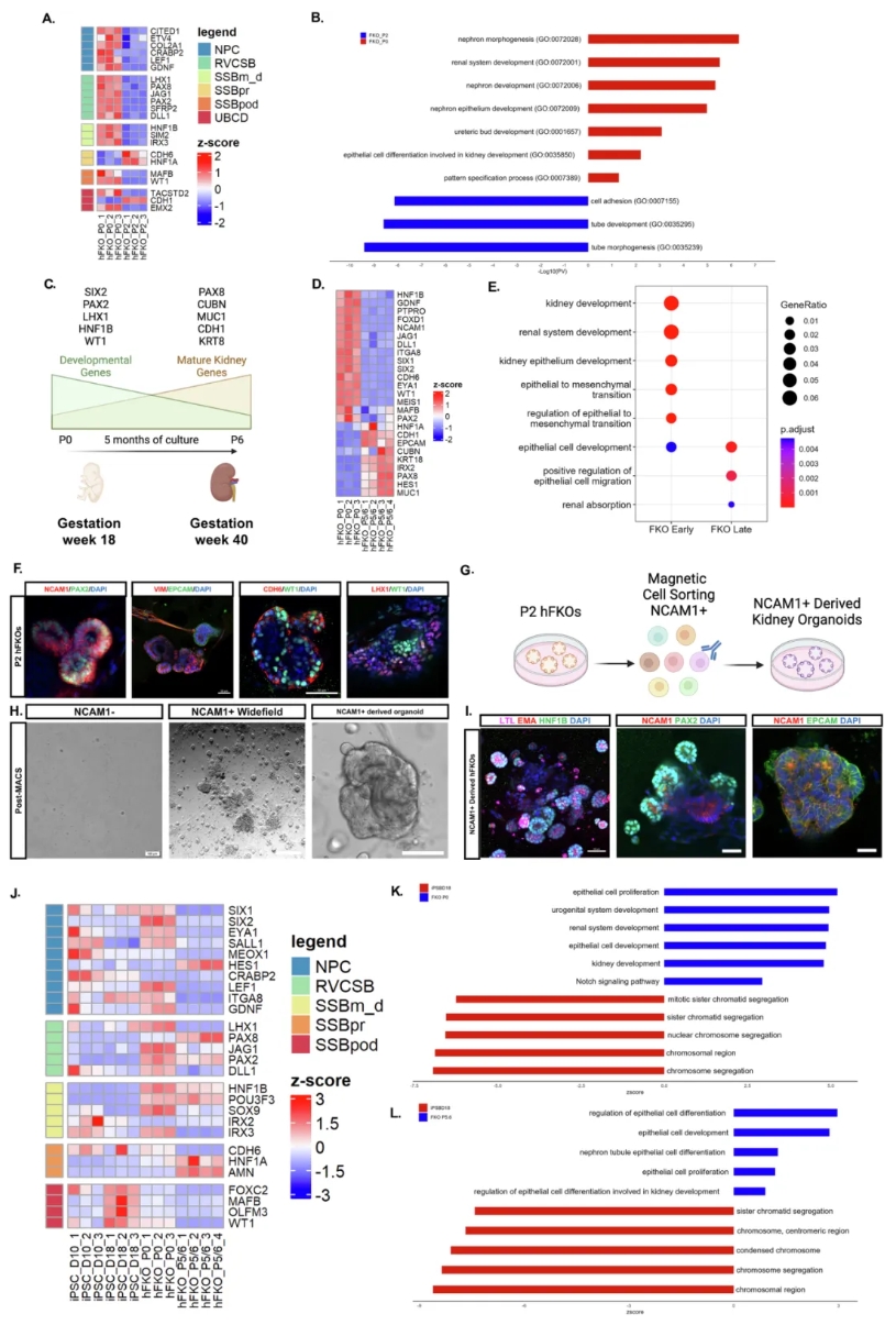 人胎儿肾脏组织（hFKOs）RNA测序结果
