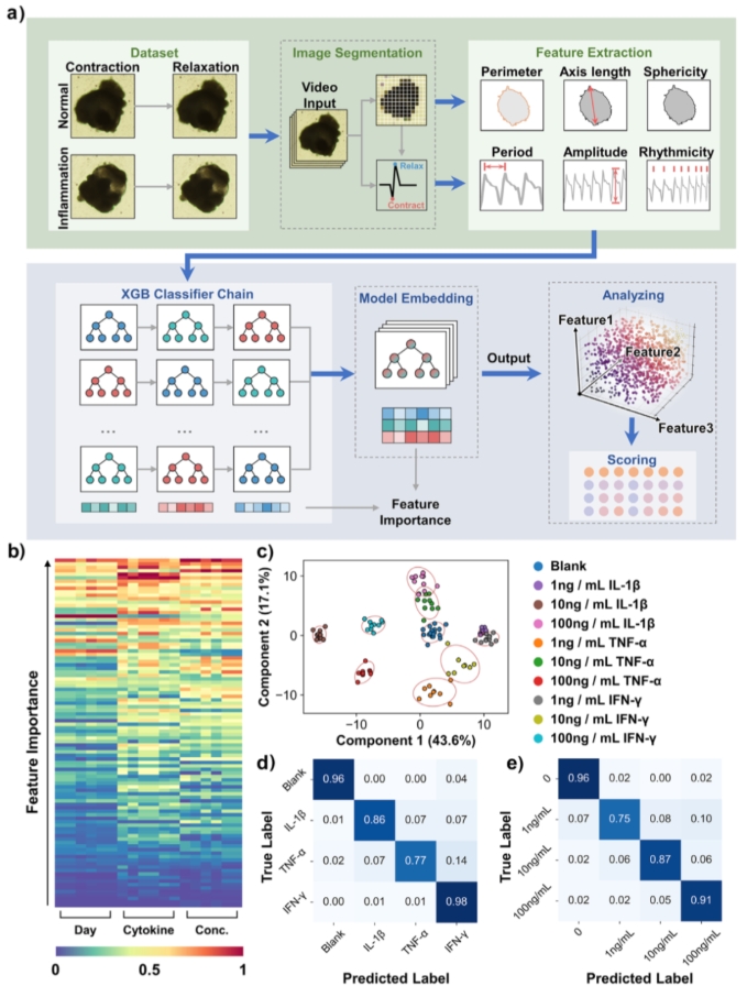 类器官炎症量化评估平台