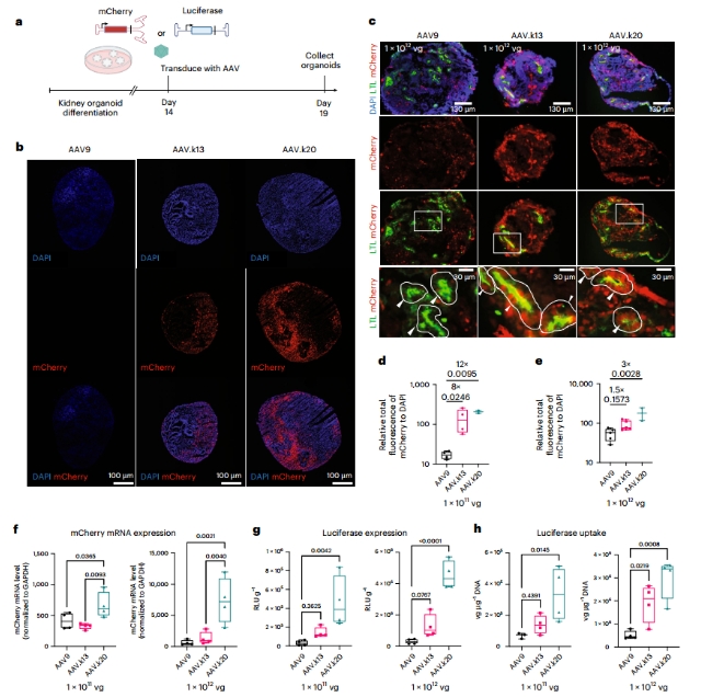 AAV转导效率对比