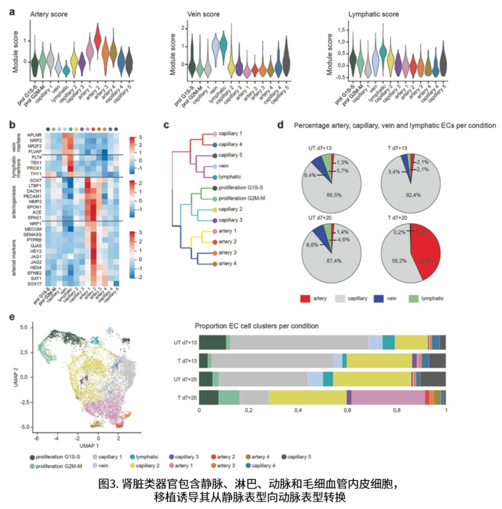 肾类器官研究相关图示4