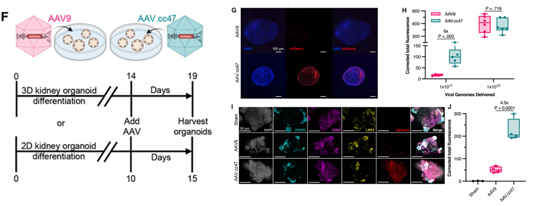 AAV.cc47与AAV9转导效率对比