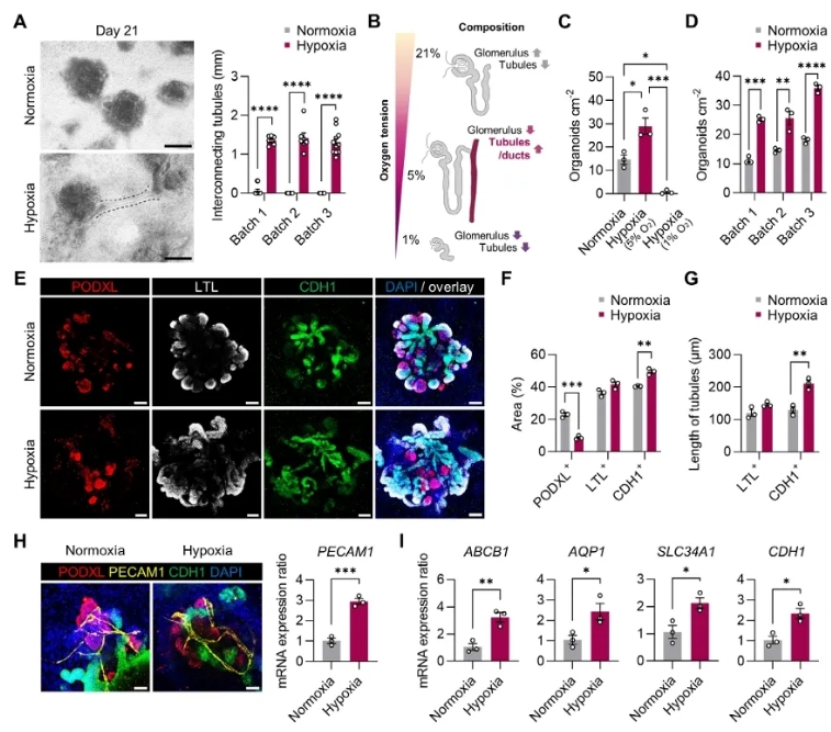图2 缺氧条件下肾类器官的小管结构
