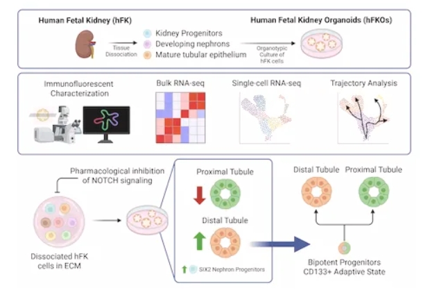 肾脏器官发生异常与胎肾类器官模型