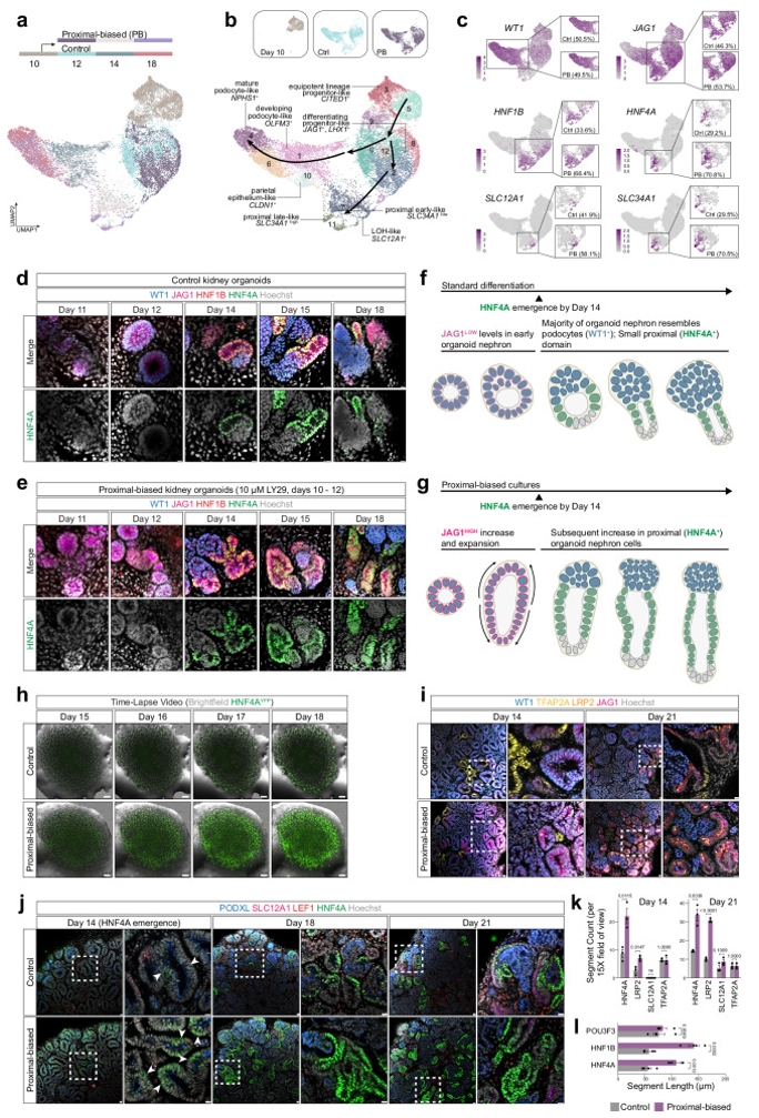 图4：10-21天分化过程动态追踪