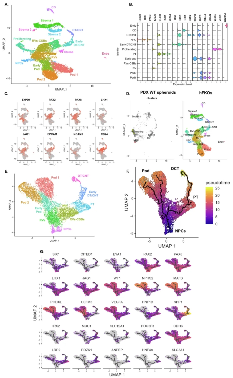 hFKO的单细胞RNA测序结果