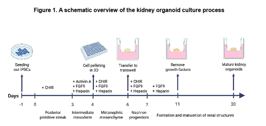 iPSC分化为成熟肾类器官培养流程与时间线