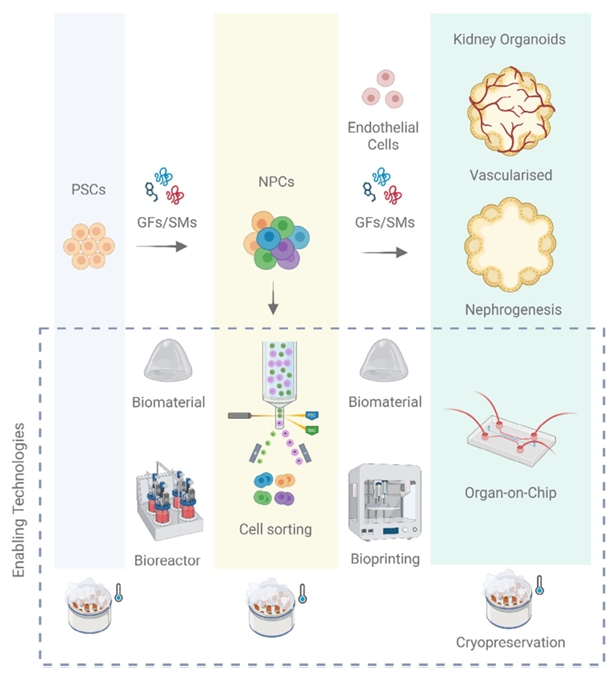 整合赋能技术提升肾脏类器官发育示意图