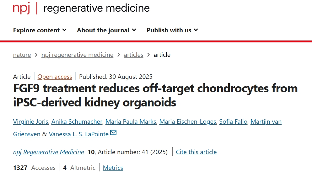肾类器官培养示意图