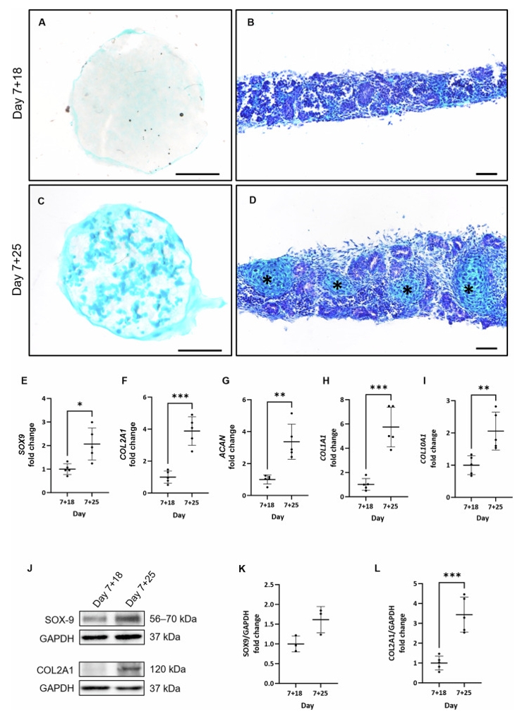 肾类器官长期培养过程中非肾细胞向软骨分化