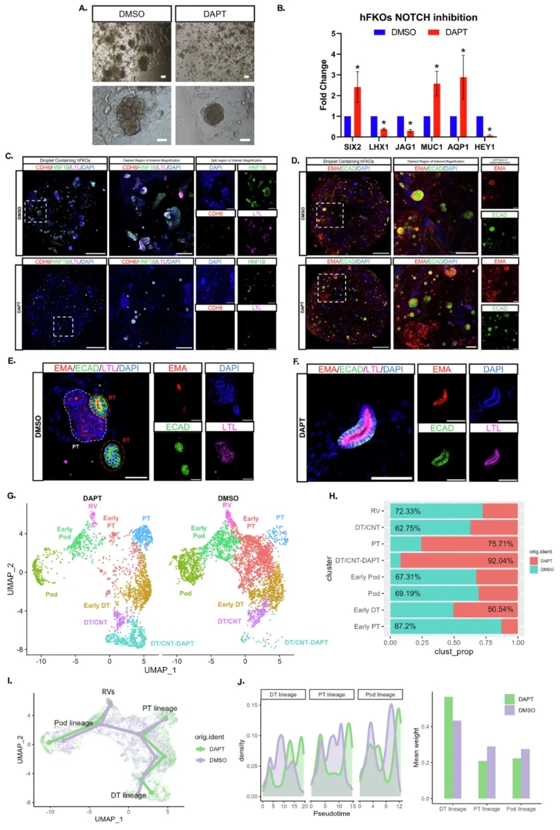 hFKOs敲除Notch基因后的细胞变化