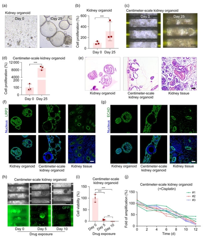 肾类器官对顺铂肾毒性的模拟