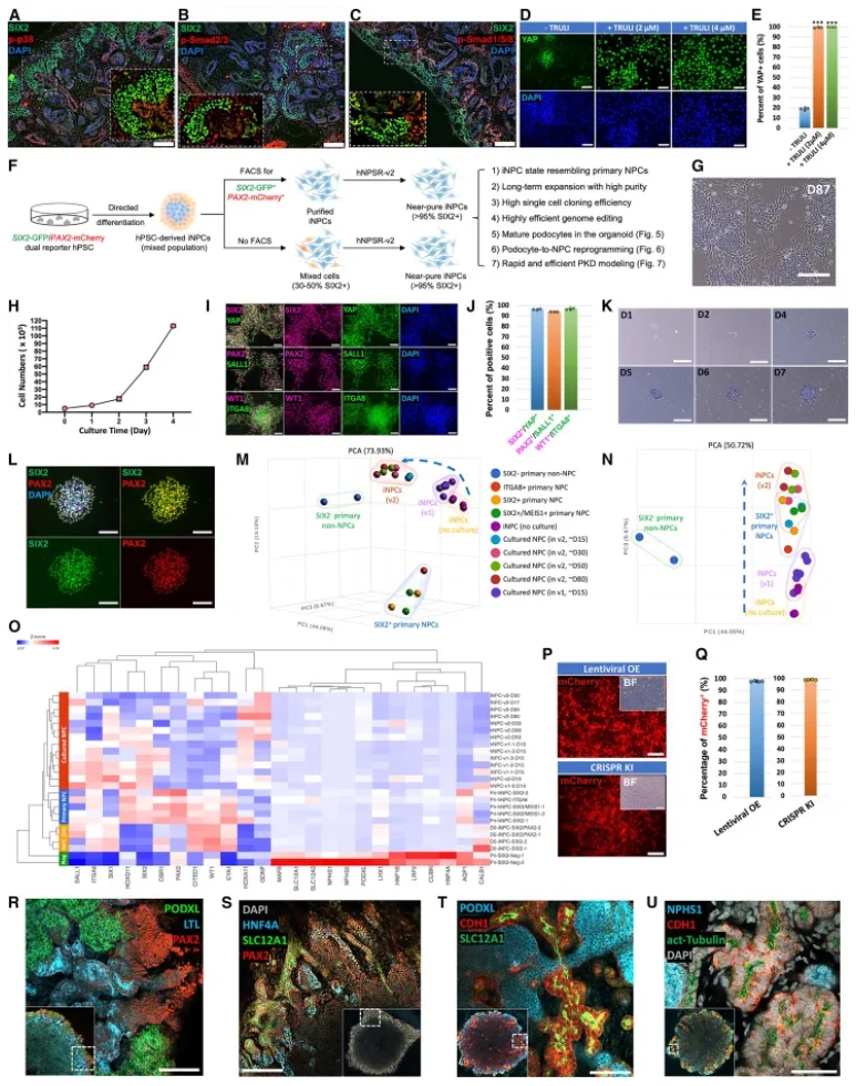人类NPC培养系统