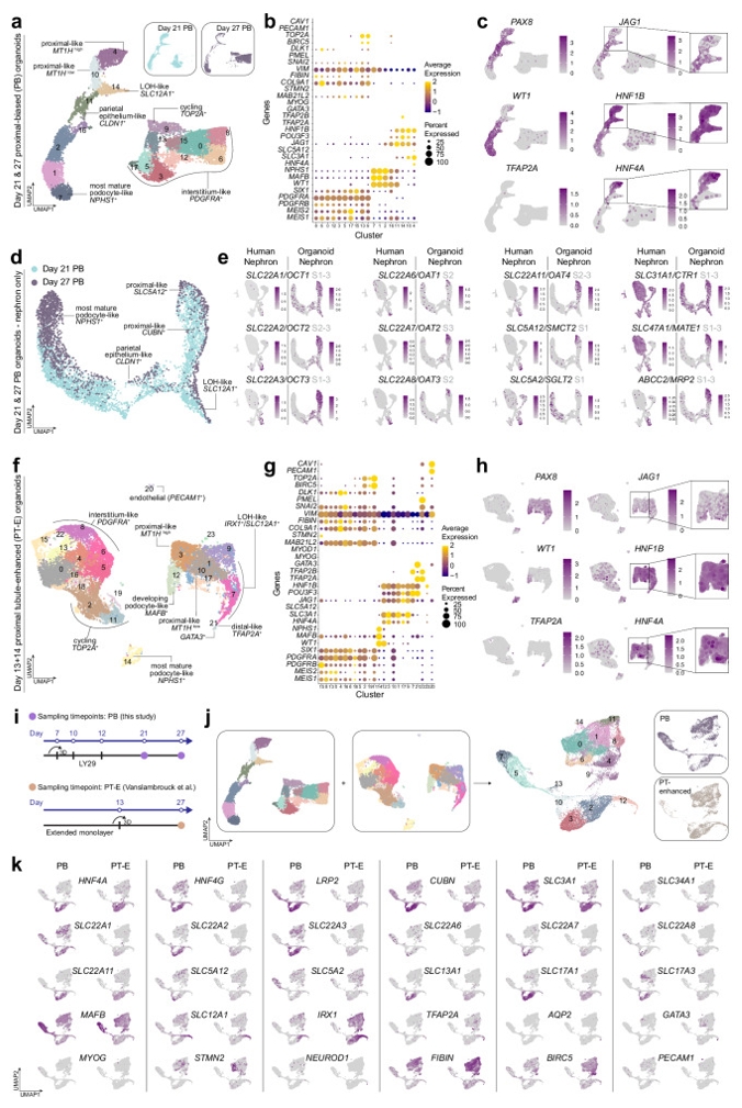 图5：21天与27天近端簇分析