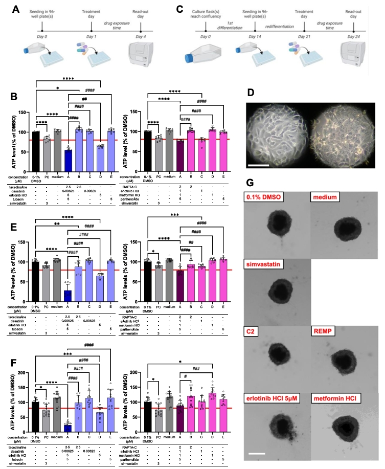 肝细胞模型药物毒性评估结果