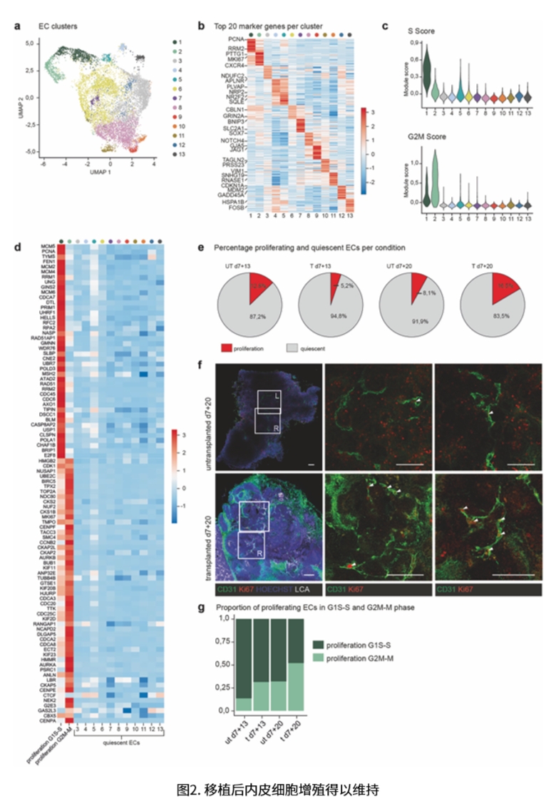 肾类器官研究相关图示3