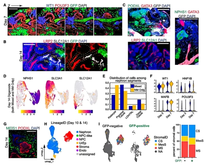 整合的类器官发育具有近端-远端极性的分段肾单位