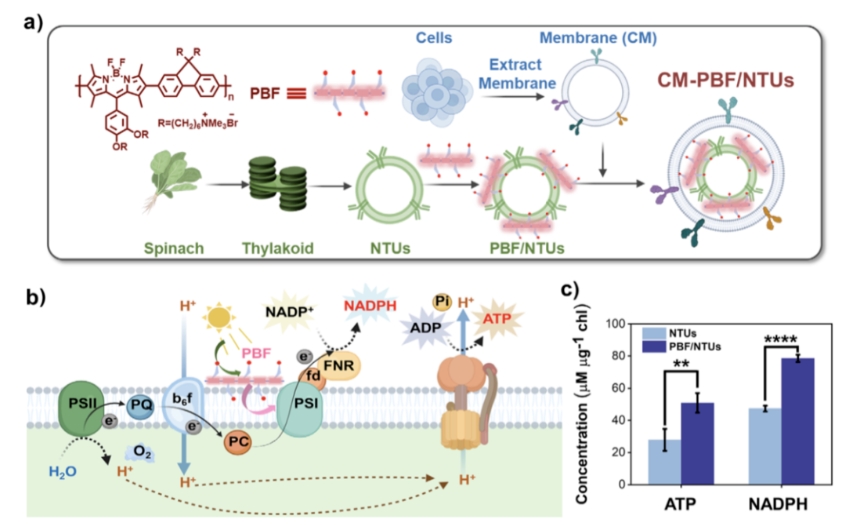 ATP/NADPH能量系统