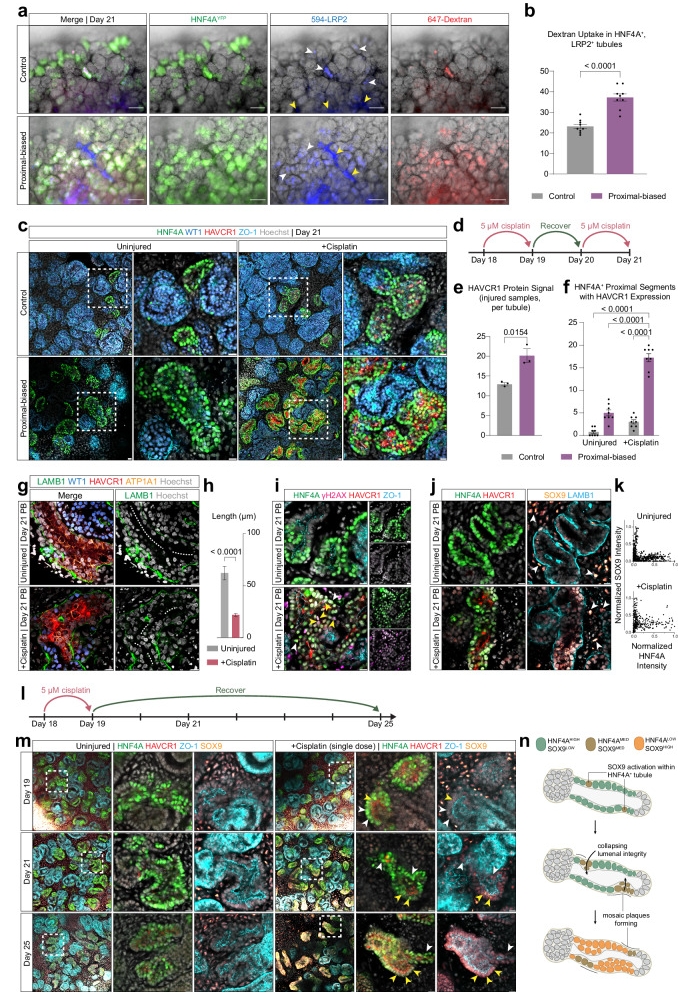 图6：近端偏好类器官功能与损伤验证
