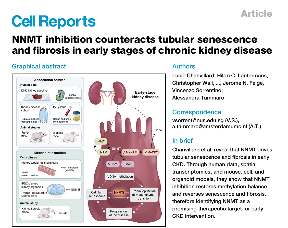 NNMT调控机制相关示意图
