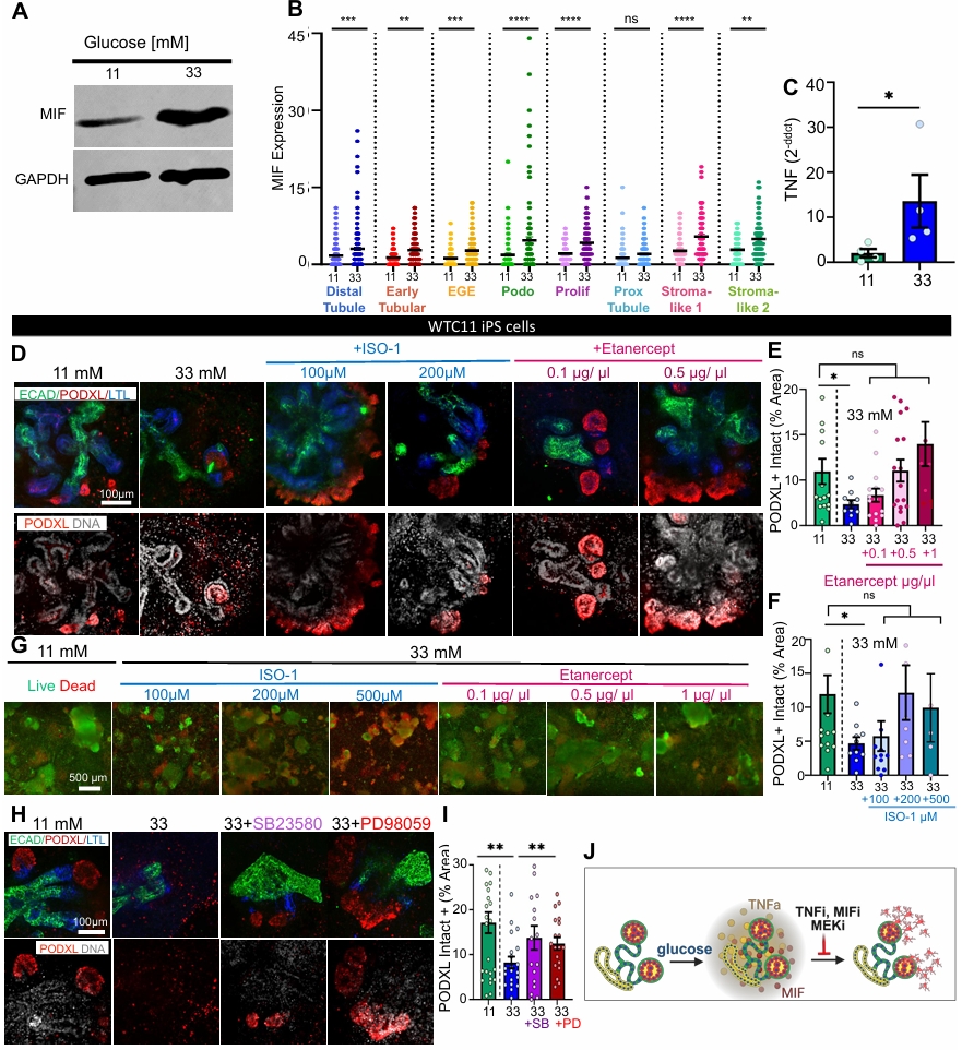 抑制MIF或TNF-α通路保护类器官