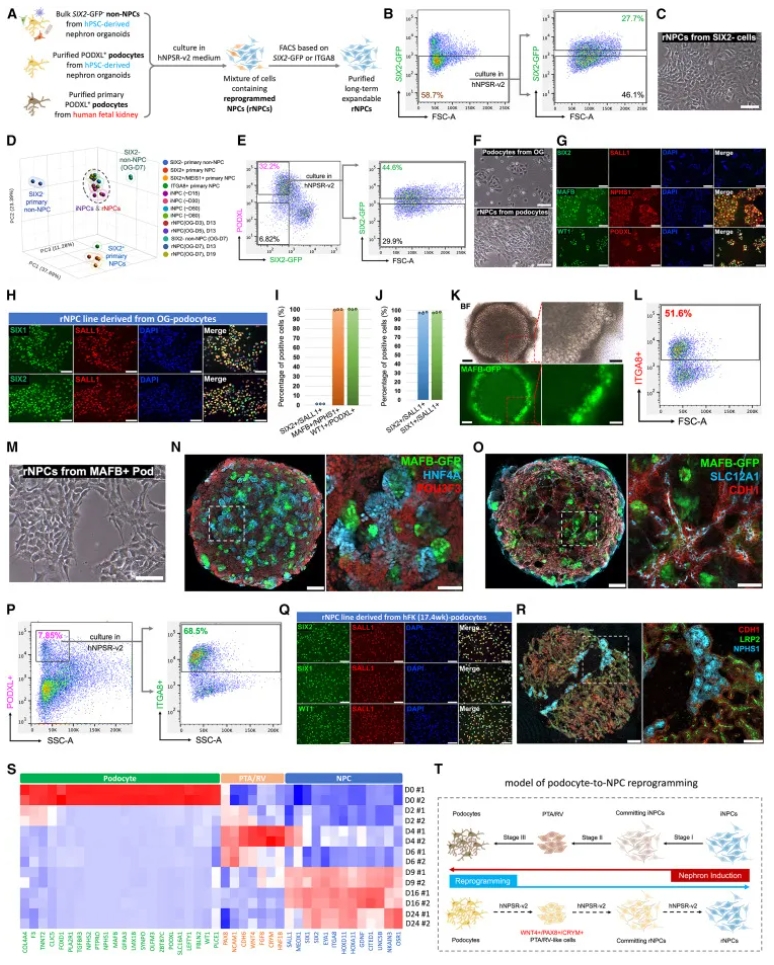 人类足细胞塑性研究