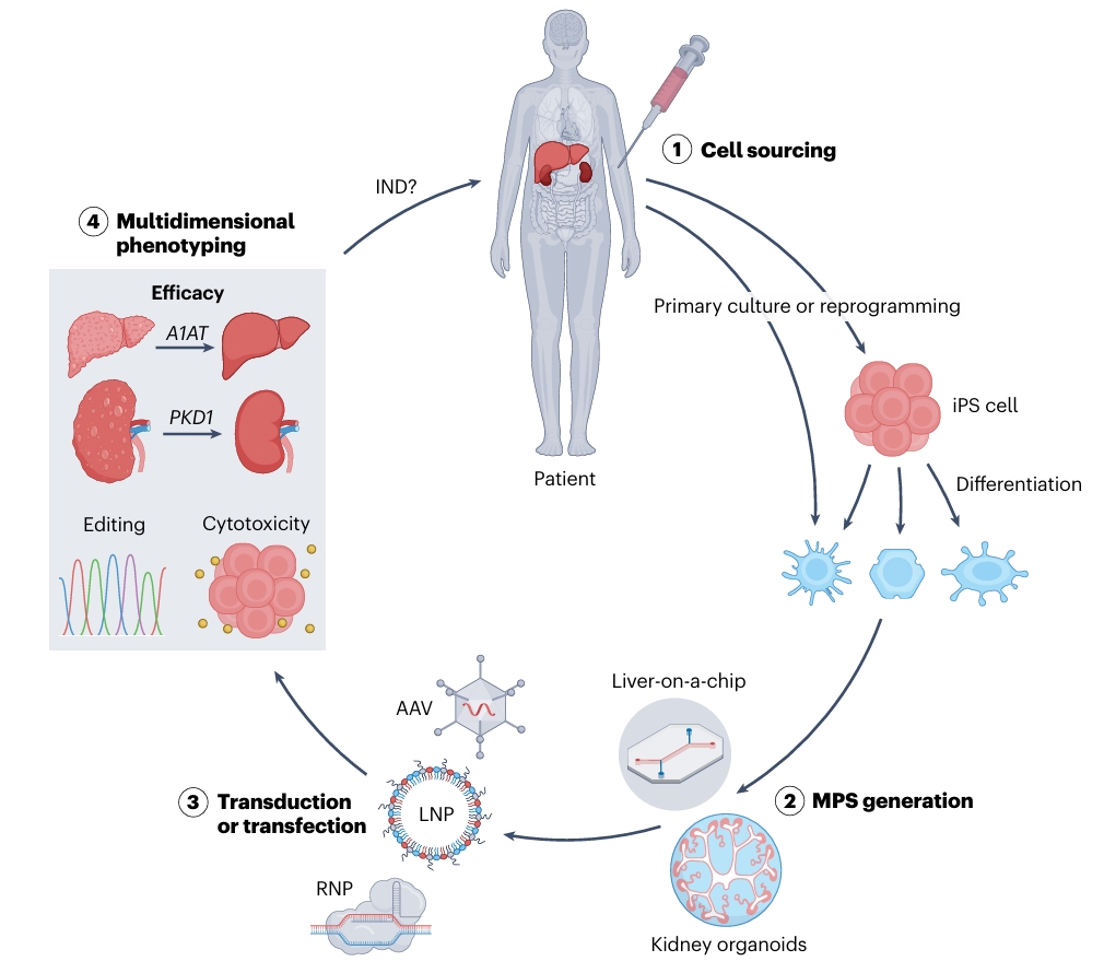 利用人源类器官与器官芯片平台评估基因编辑效果的标准化工作流程